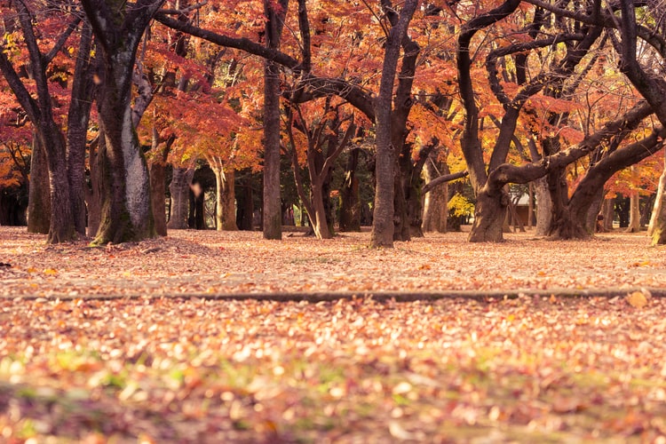 Best Places To Drive To See The Fall Colors